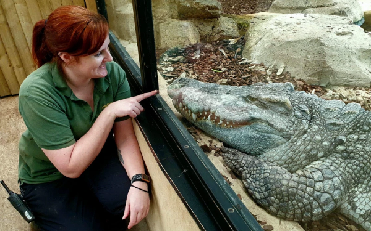 Thumbnail Berita - Jagat Satwa Nusantara Cari Pawang Buaya Profesional di Museum Komodo, Dibuka hingga 10 Mei 2026