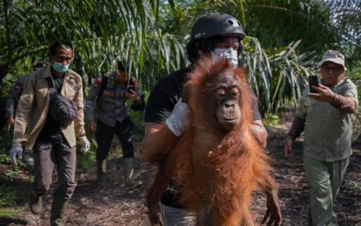 Thumbnail Berita - Orangutan Jantan Dibikin Pingsan Gegara Terpapar Asap Karhutla di Ketapang Kalbar