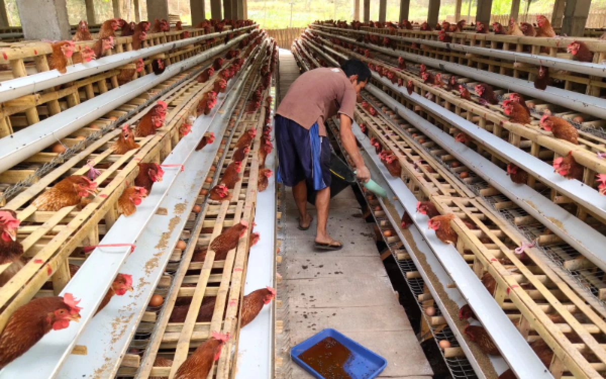 Thumbnail Berita - Bukan Cuma Beri Makan Gratis, MBG Bondowoso Ikut Hidupkan Peternak Ayam Petelur Lokal