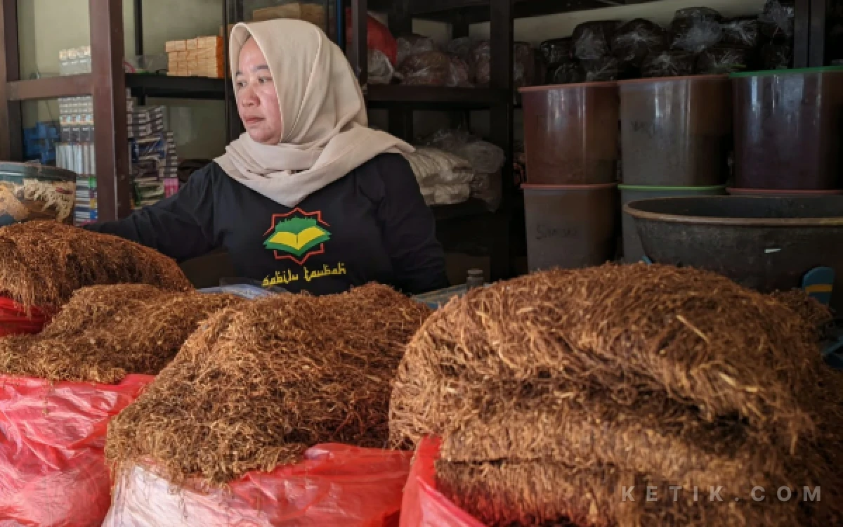 Thumbnail Berita - Kemarau Malah Jadi Berkah, Harga Tembakau Petani Pacitan Tembus Rp55 Ribu per Kilogram