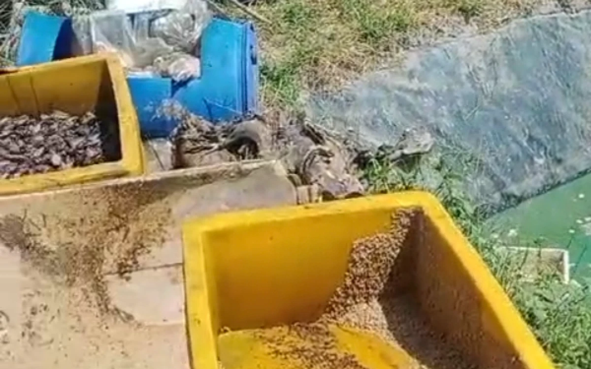 Foto Wadah penampungan bahan baku dan sisa olahan pakan ikan di area kolam KPI Ngupoyo Mino yang menjadi sumber aroma menyengat dan dikeluhkan warga sekitar. (Foto: Lik Is for Ketik.com)