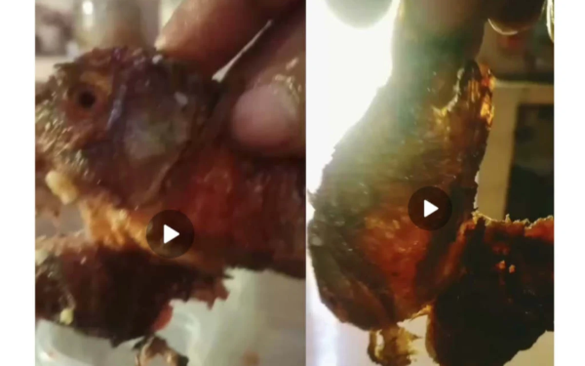 Thumbnail Berita - Menu MBG di Kesamben Jombang Tuai Keluhan, Lauk Ikan Mujair Diparodikan Warganet