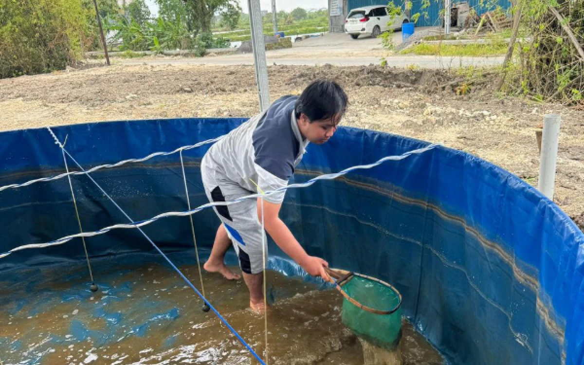 Thumbnail Berita - Mahasiswa MBKM Kembangkan Budidaya Lele Sistem Bioflok di KDMP Tambakploso Lamongan