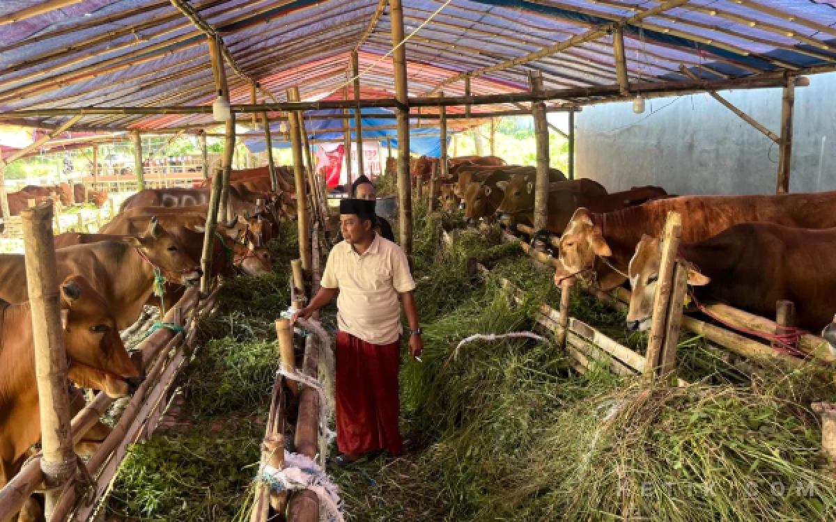 Thumbnail Berita - Iduladha Panen Rezeki! Penjualan Sapi Madura di Kota Malang Tembus 75 Ekor dalam 10 Hari