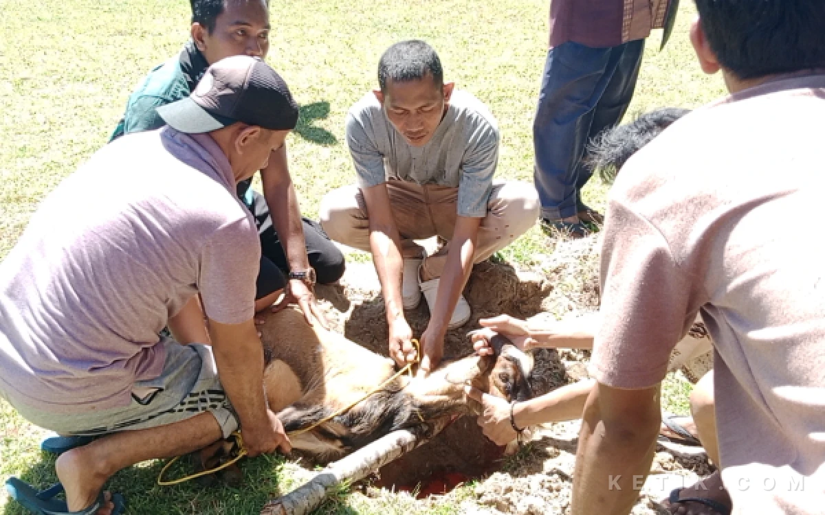 Thumbnail Berita - Intip Antusiasme Warga Awe Kecil Simeulue Sembelih 7 Hewan Kurban di Pantai Desa