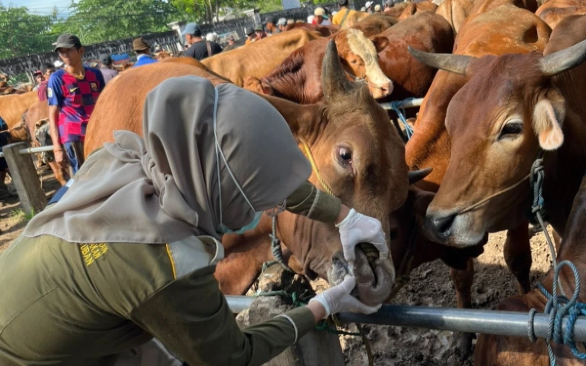 Thumbnail Berita - Jelang Iduladha, DKP2P Tuban Pastikan Hewan Kurban Sehat dan Aman