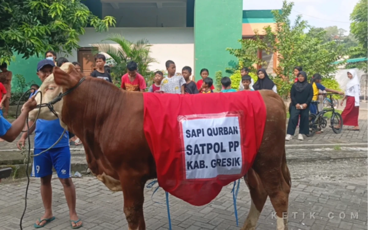 Foto Sapi Kurban Satpol PP Gresik (Foto: Daniel Andayawan/Ketik.com)