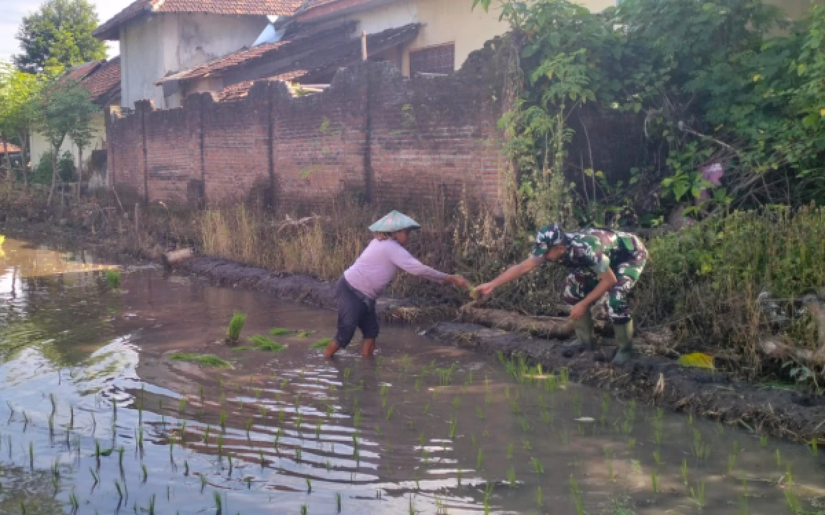 Thumbnail Dukung Ketahanan Pangan Nasional, Satgas TMMD ke-128 Kodim 0820 Probolinggo Dampingi Kelompok Tani di Maron