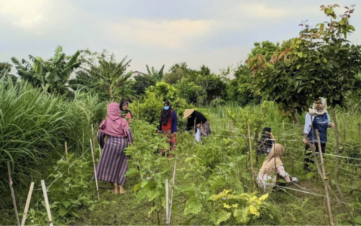 Thumbnail Berita - Mahasiswa PSDKU UB Kediri Dukung Ketahanan Pangan Lewat Pendampingan KWT Sekar Arum di Desa Puhrubuh Kecamatan Semen Kabupaten Kediri