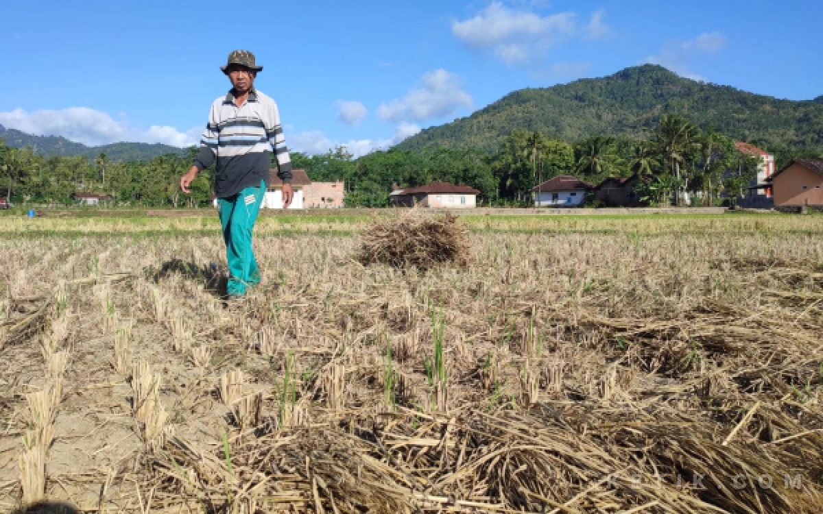 Thumbnail Berita - Kemarau Mulai Berdampak di Pacitan, 0,1 Hektare Sawah di Cangkring Terancam Puso