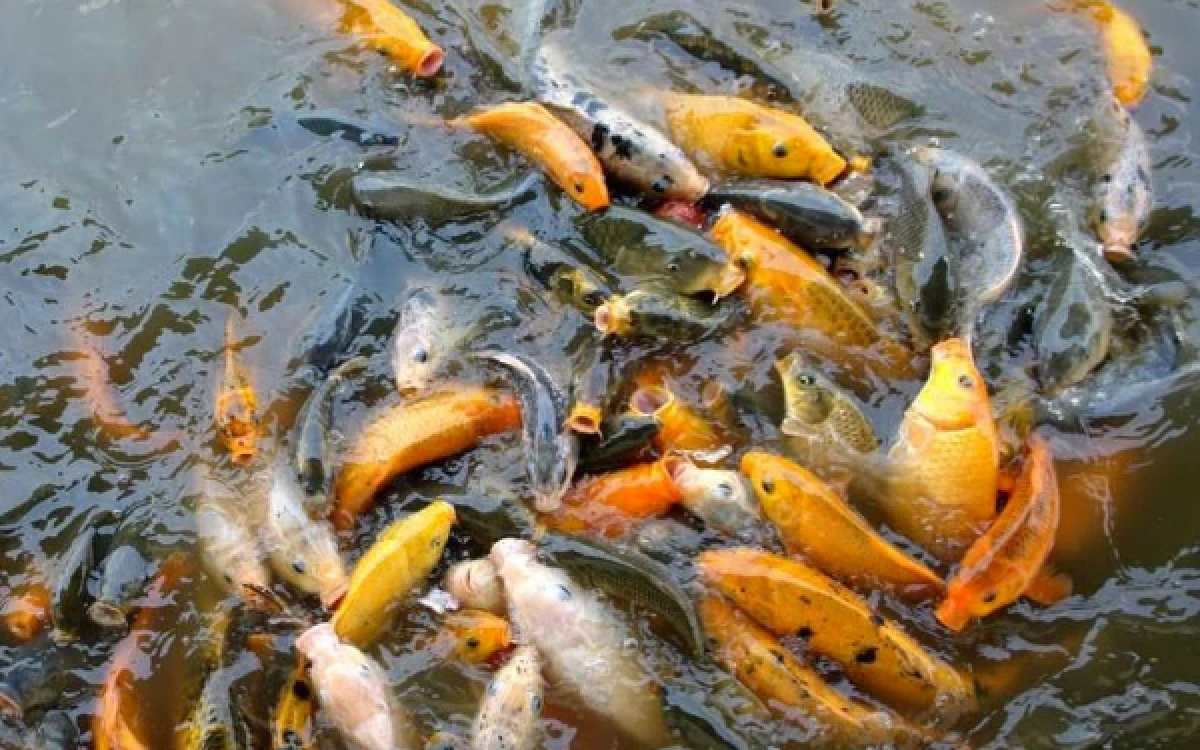 Thumbnail Berita - Dinas Perikanan Lebak Catat 2.177 Pembudidaya Ikan Mas, Sentra di 5 Kecamatan