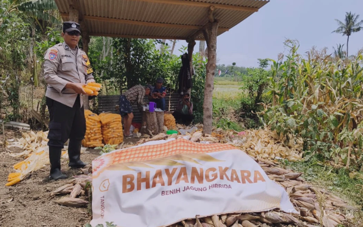 Foto Bhabinkamtibmas Kelurahan Cemorokandang, Aiptu Kholil, menunjukkan jagung hasil panen Koperasi Kelurahan Merah Putih (KKMP) Cemorokandang bersama Polri,  Minggu, 18 Oktober 2026. (Foto: Dendy/Ketik.com)