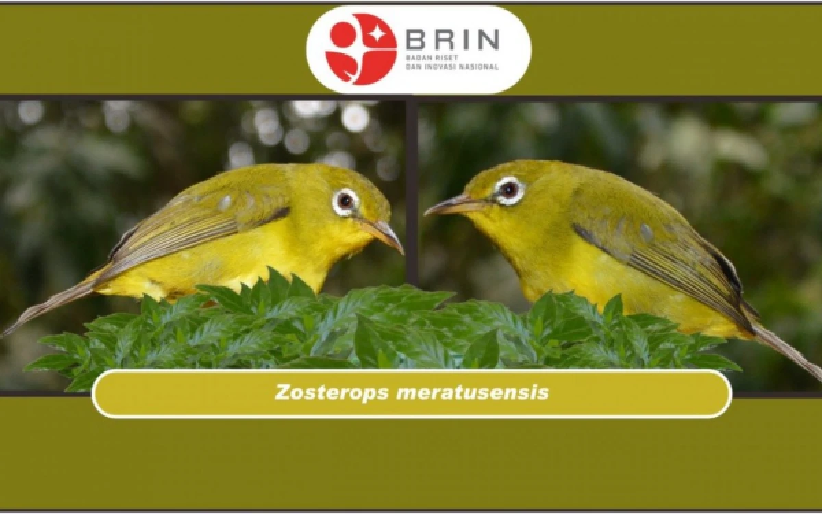 Thumbnail Berita - Perburuan Burung Kicau Marak di Sumatra, Pakar Soroti Faktor Budaya hingga Lemahnya Pengawasan