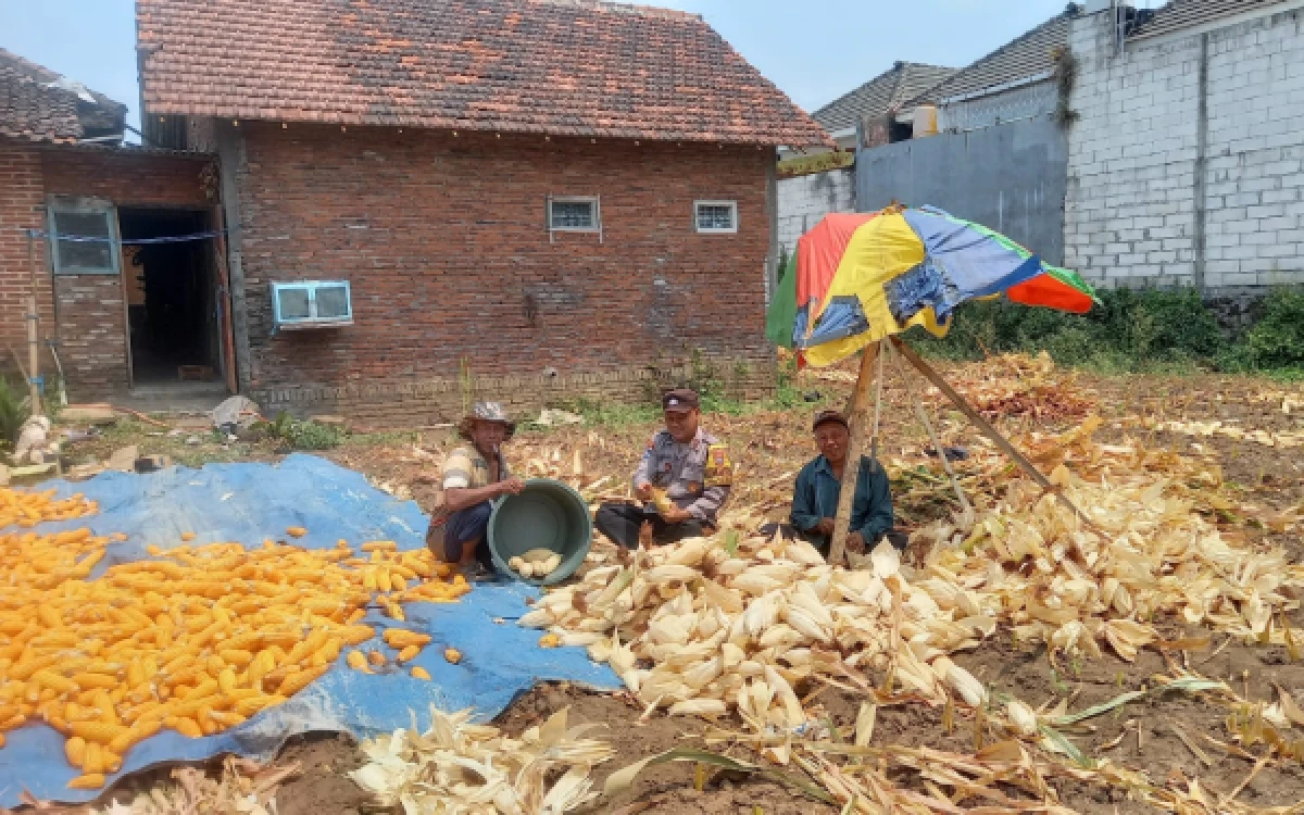 Thumbnail Berita - Wujud Ketahanan Pangan, Bhabinkamtibmas Polsek Lowokwaru Kota Malang Dampingi Petani Panen Jagung