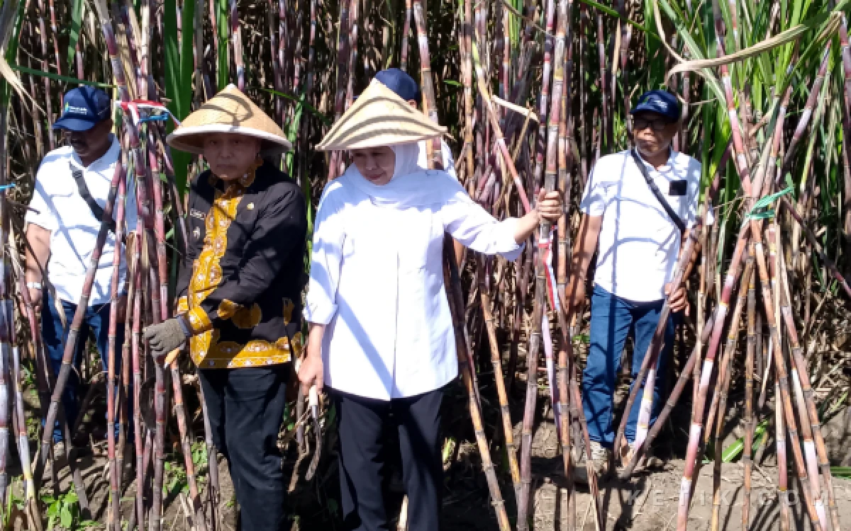 Thumbnail Berita - Panen Tebu Bareng Gubernur Khofifah, Bupati Sanusi Beberkan Potensi Besar Kabupaten Malang di Sektor Gula