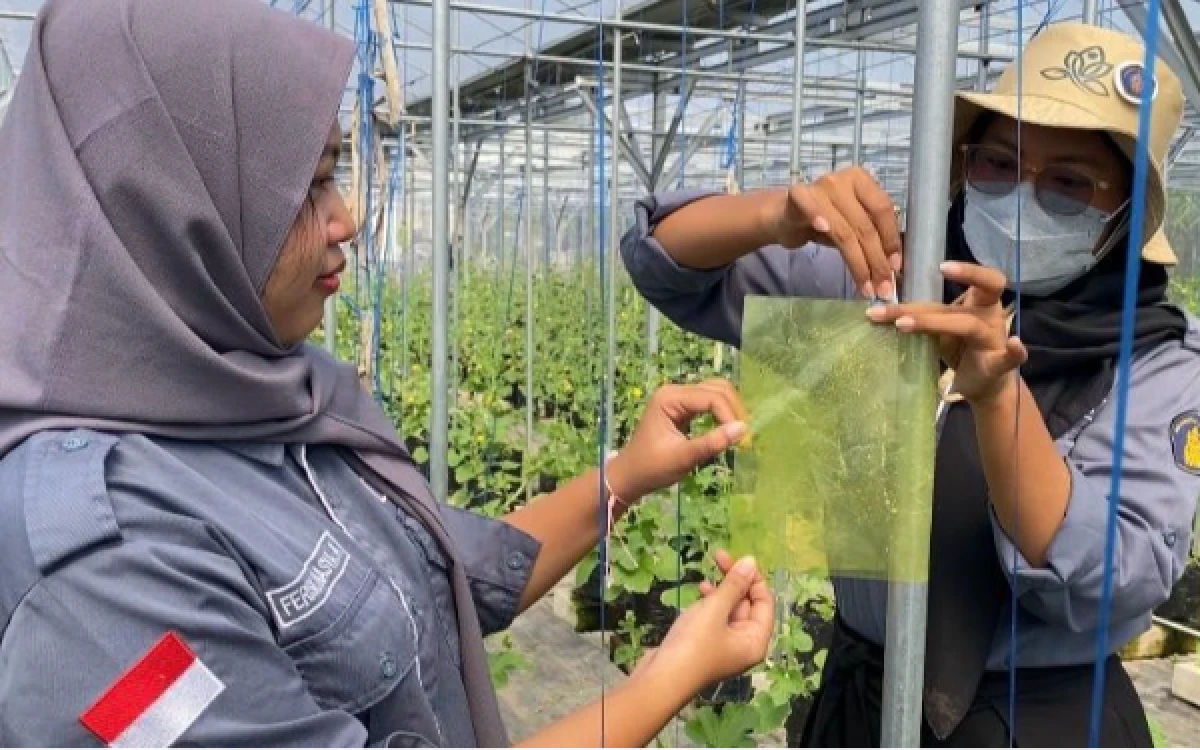 Foto Pemasangan Yellow Trap oleh Peserta di Greenhouse Melon Hidroponik (Dokumentasi: Edgar Ariyana/Mahasiswi UB Kediri)