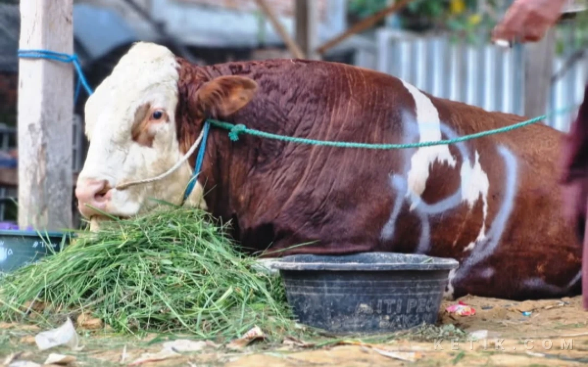 Thumbnail Berita - Presiden Prabowo Kirim Sapi Simmental Jumbo ke Ponpes Mansyaul Huda 02 Tuban, Disambut Hangat Para Santri dan Warga