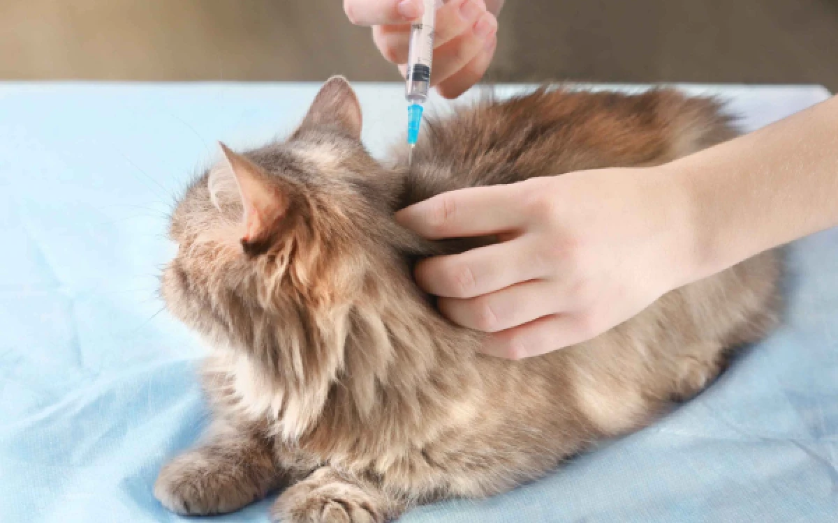 Thumbnail Berita - Dinkes Kabupaten Malang Ingatkan Bahaya Cakaran Kucing, Luka Kecil Bisa Berisiko Rabies