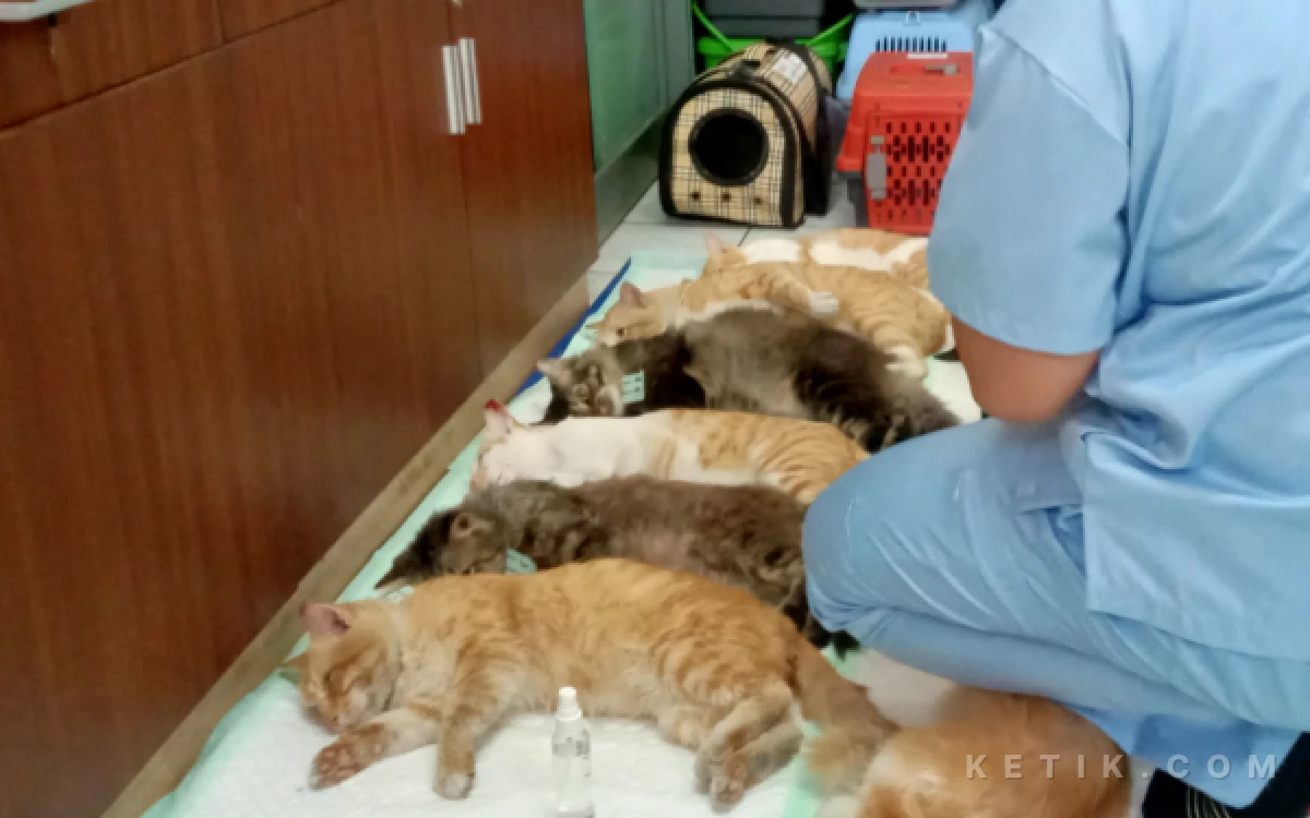 Thumbnail Berita - Kendalikan Populasi, Pemkot Malang Lakukan Kastrasi terhadap 60 Ekor Kucing Jantan
