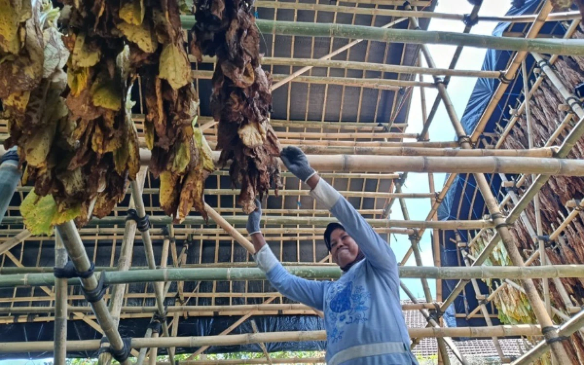 Thumbnail Berita - Melalui DBHCHT, Pemkab Lumajang Bantu Sarana Produksi Tembakau