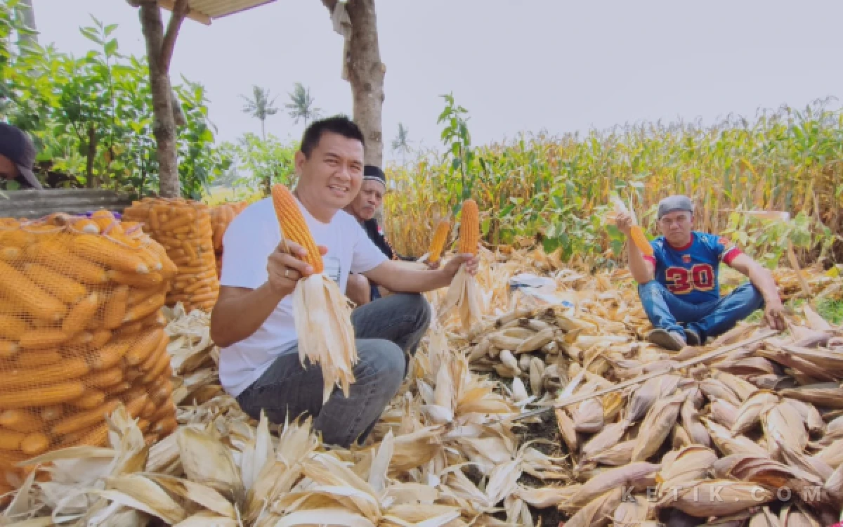 Thumbnail Berita - Panen Perdana Jagung Bhayangkara, Ketua KKMP Cemorokandang: Bukti Koperasi Bisa Jalan Tanpa Menunggu Bantuan Pusat