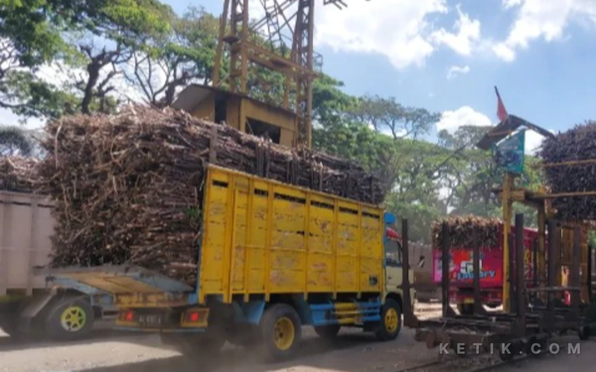 Thumbnail Berita - Tak Boleh Impor, Industri Gula di RI Kini Wajib Pasok Bahan Baku dari Kebun Sendiri