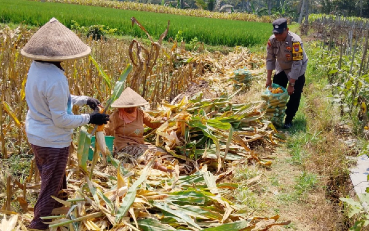 Foto Kolaborasi petani dan kepolisian menghasilkan panen jagung 1 ton di lahan pertanian yang terletak di wilayah Kelurahan Cemorokandang Kecamatan Kedungkandang Kota Malang, Selasa, 13 Oktober 2026 (Foto : Polresta Malang Kota)
