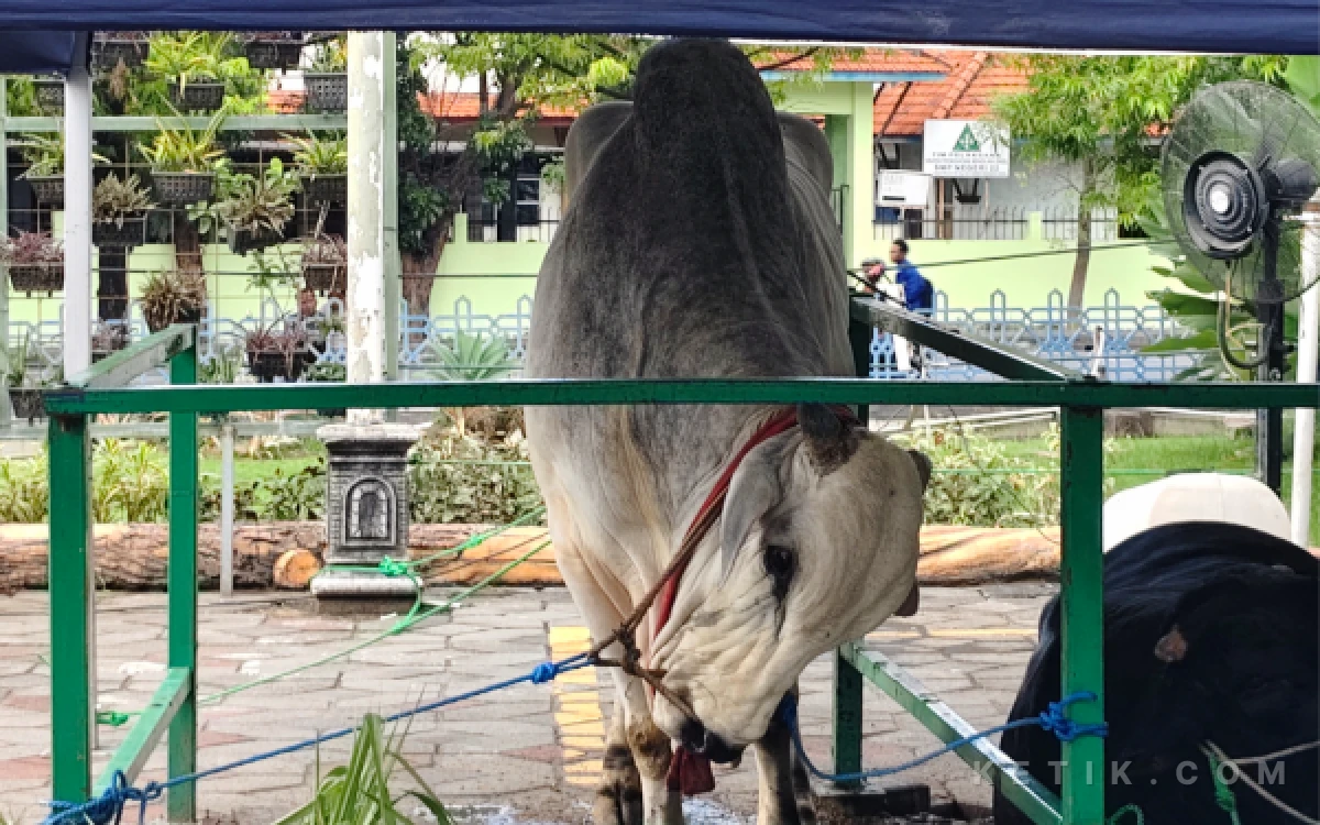 Thumbnail Berita - Mengenal Sapi Peranakan Ongole, Kurban Presiden Prabowo di Masjid Al Akbar Surabaya