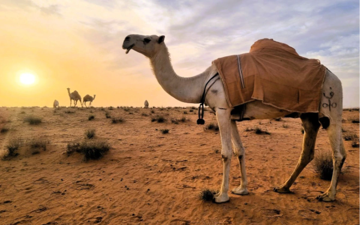 Thumbnail Berita - Suhu Gurun Tembus 55°C, Unta Mulai Tak Mampu Bertahan