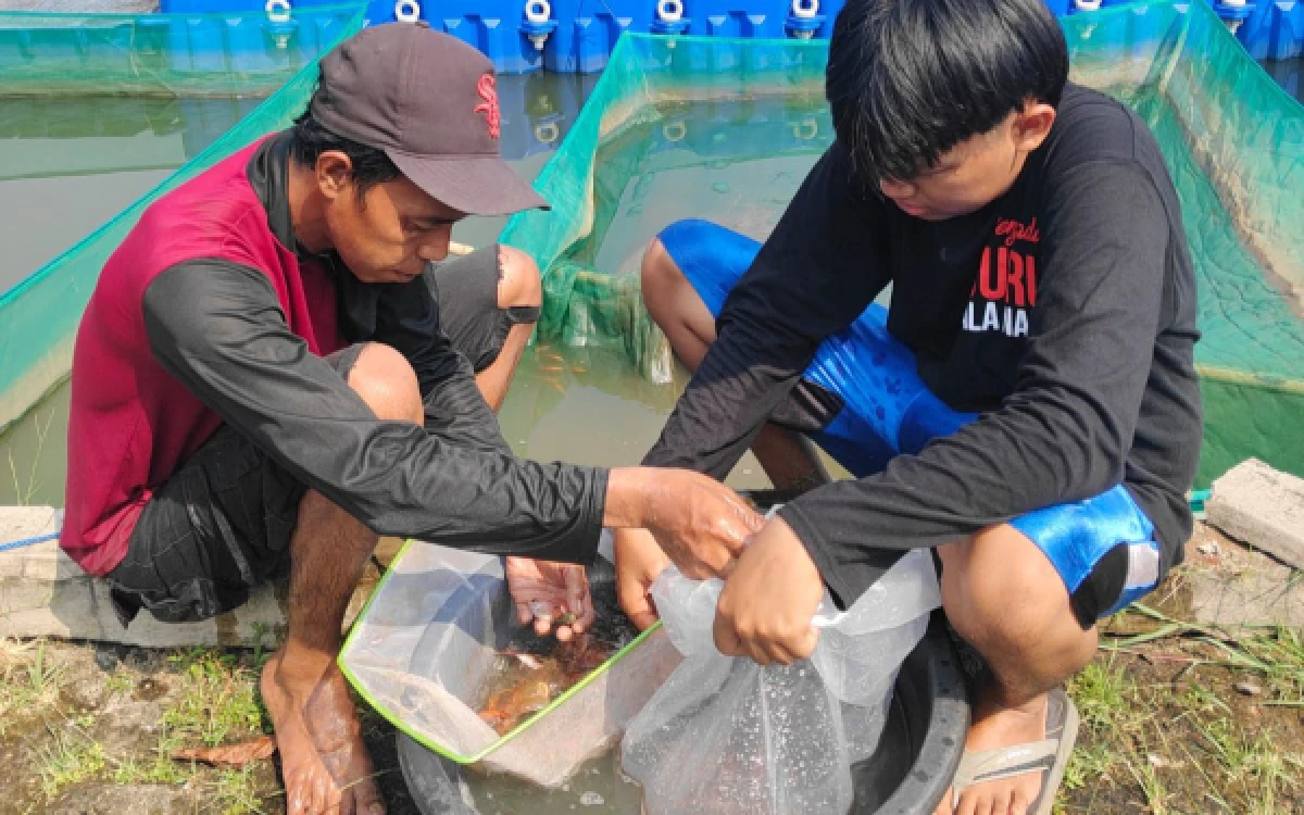 Foto Potret mahasiswa sortir ikan nila untuk bantuan masyarakat