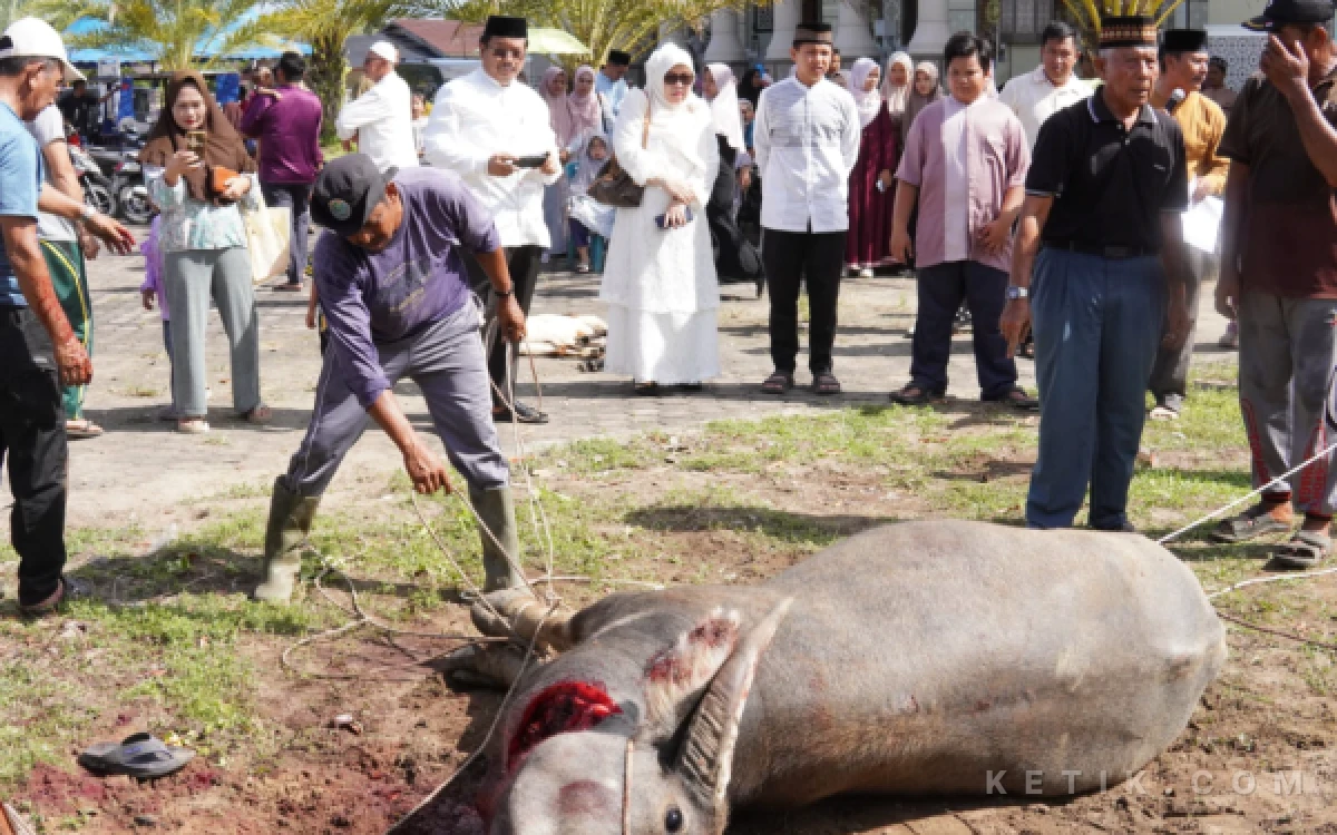 Thumbnail Berita - Bupati Aceh Singkil dan Keluarga Saksikan Penyembelihan Hewan Kurban di Masjid Nurul Makmur