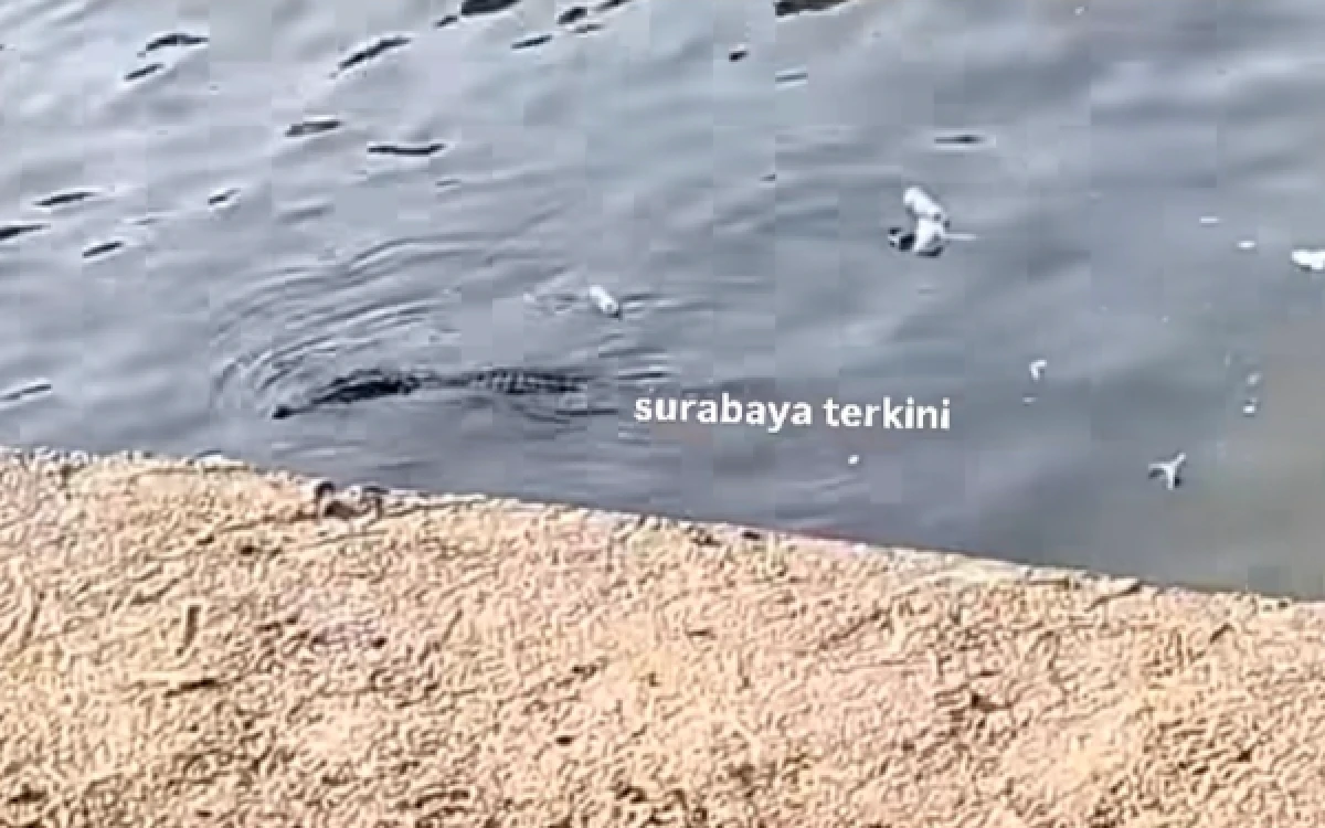 Thumbnail Berita - Merinding! Seorang Pria Dipantau Buaya saat Memancing di Kali Jagir Surabaya, BPBD Beri Peringatan