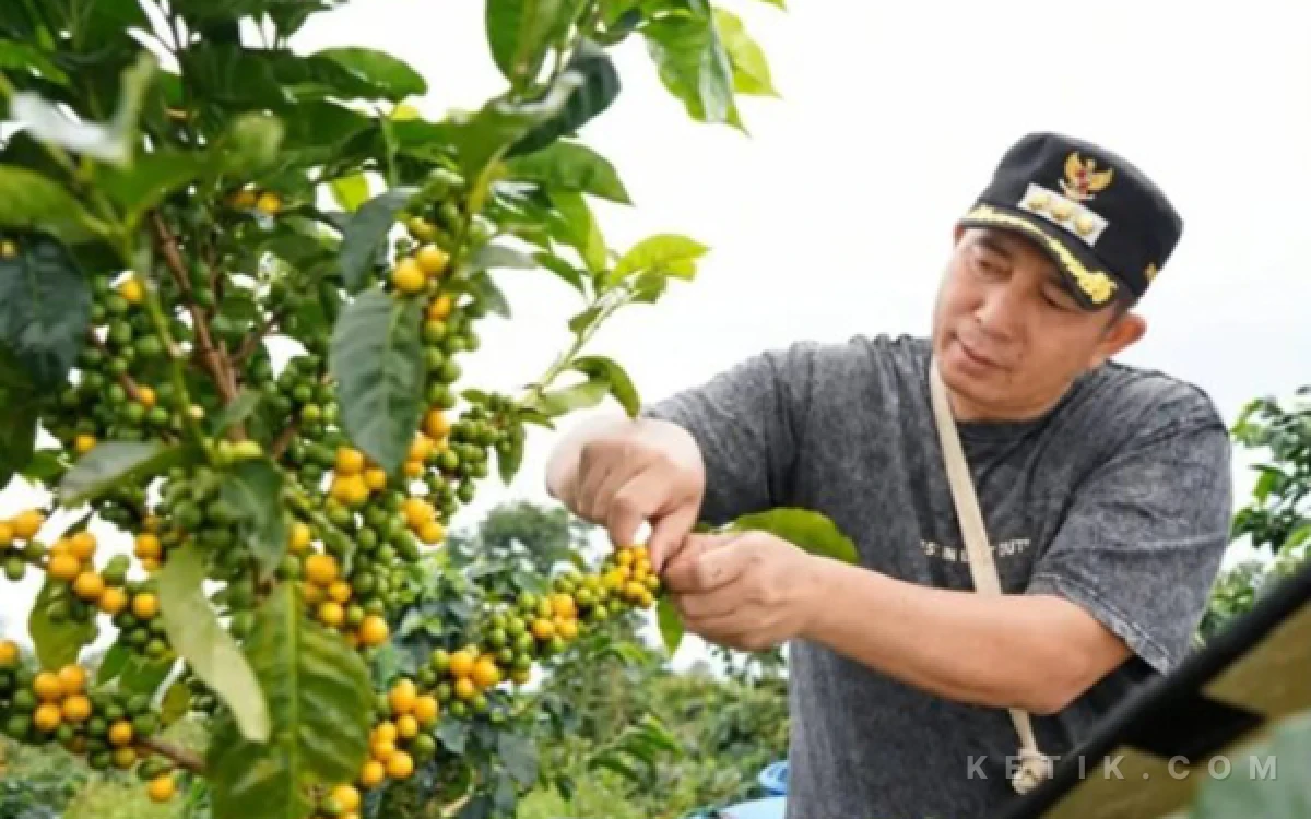 Thumbnail Berita - Tembus Barcelona, Bidik Pasar Eropa, Kopi Raden Kuning Pagar Alam Mendunia