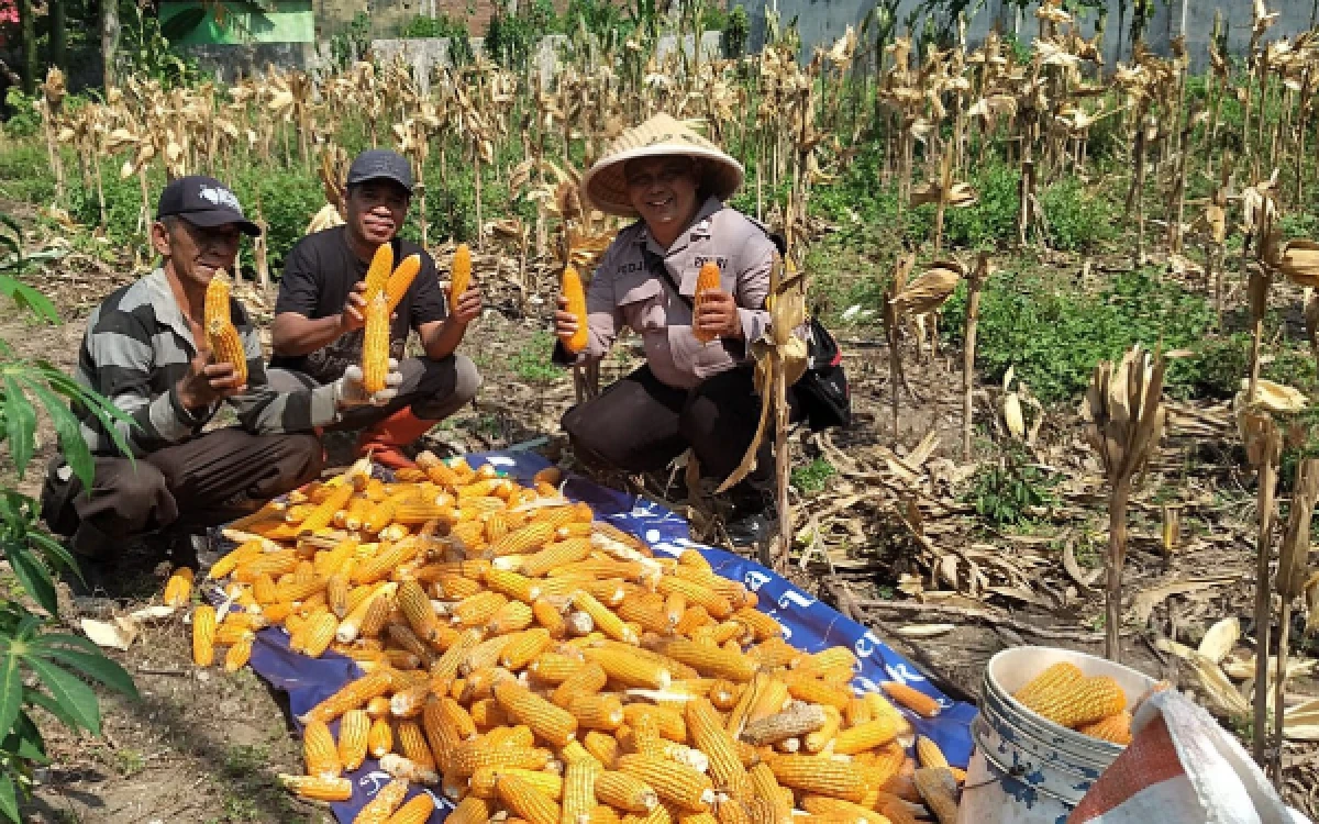 Thumbnail Berita - Dukung Ketahanan Pangan, Bhabinkamtibmas Polsek Blimbing Ikut Turun Sawah Panen Jagung