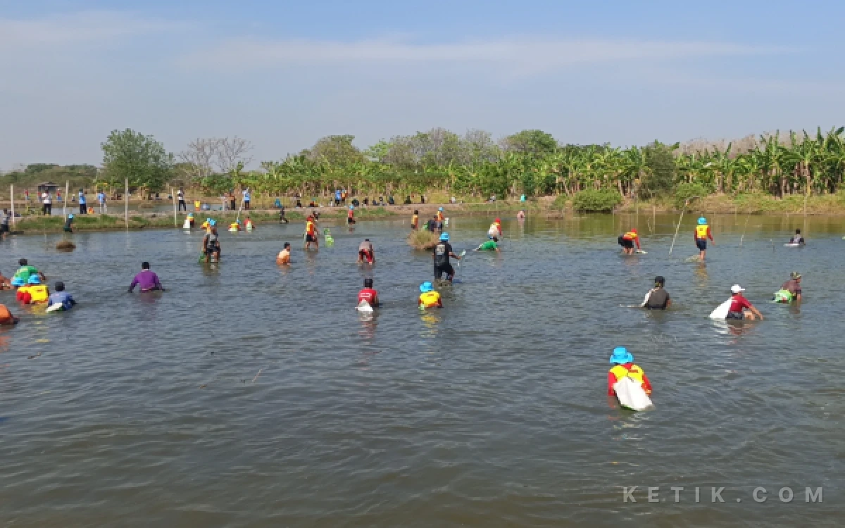 Thumbnail Berita - Meriah! Ratusan Warga Berebut Ikan dan Udang di Festival Ngubek Tambak Randuboto Gresik