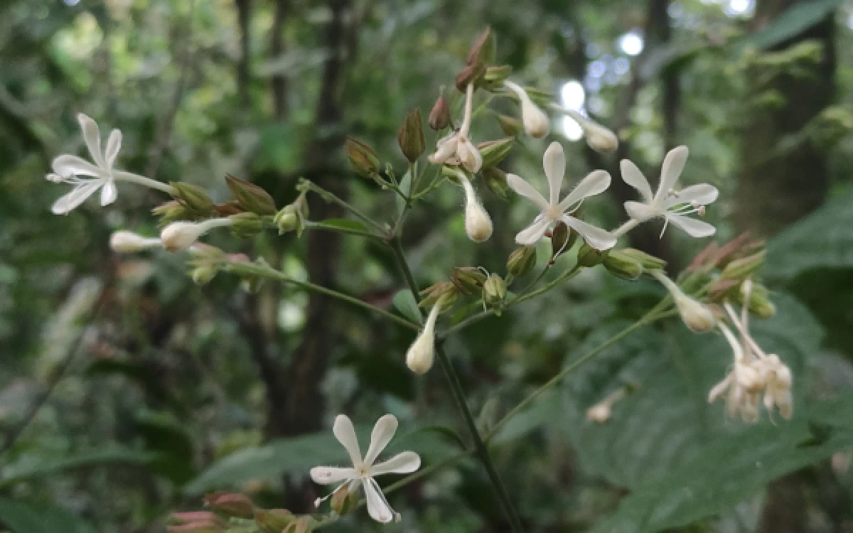 Thumbnail Berita - Gunung Semeru Punya Flora Baru! Clerodendrum Ismaili Ditemukan di Ranu Darungan