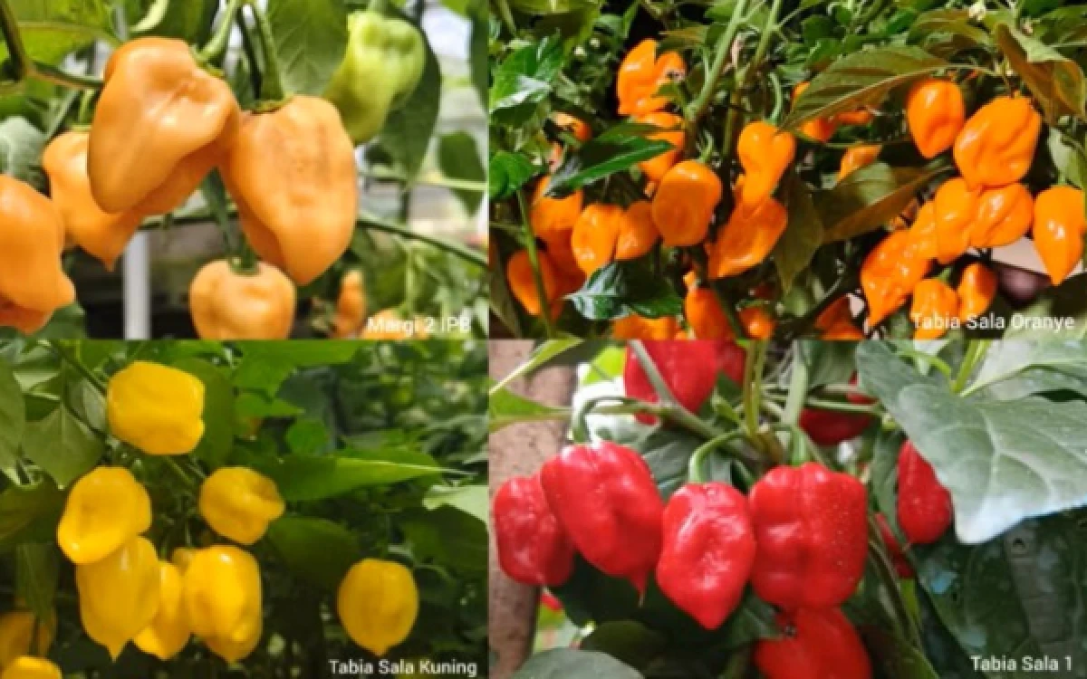 Thumbnail Berita - IPB Berhasil Rakit Cabai Habanero Lokal Pertama di Indonesia, Kepedasannya Tembus 1,3 Juta SHU