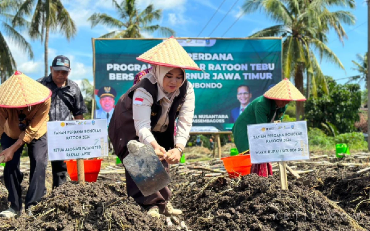 Thumbnail Berita - Wabup Situbondo Ikut Tanam Perdana Bongkar Ratoon di Sekarputih