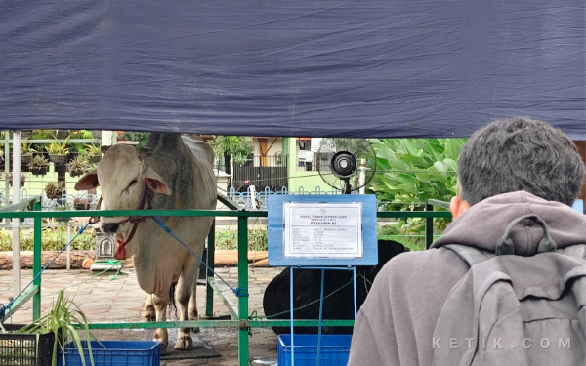 Thumbnail Berita - Sapi Kurban Presiden Prabowo Tiba di Masjid Al Akbar Surabaya, Jadi Tontonan Warga