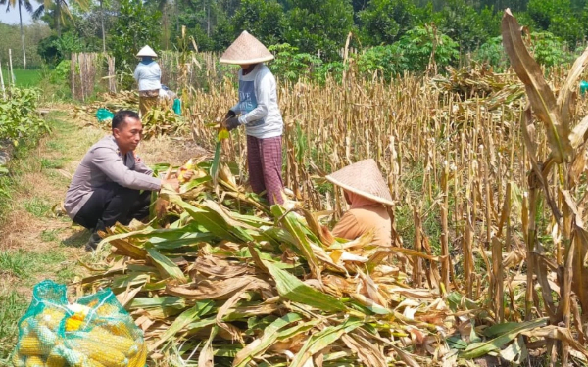 Thumbnail Berita - Perkuat Dukungan Ketahanan Pangan, Kolaborasi Polisi dan Petani di Malang Hasilkan Panen Jagung 1 Ton
