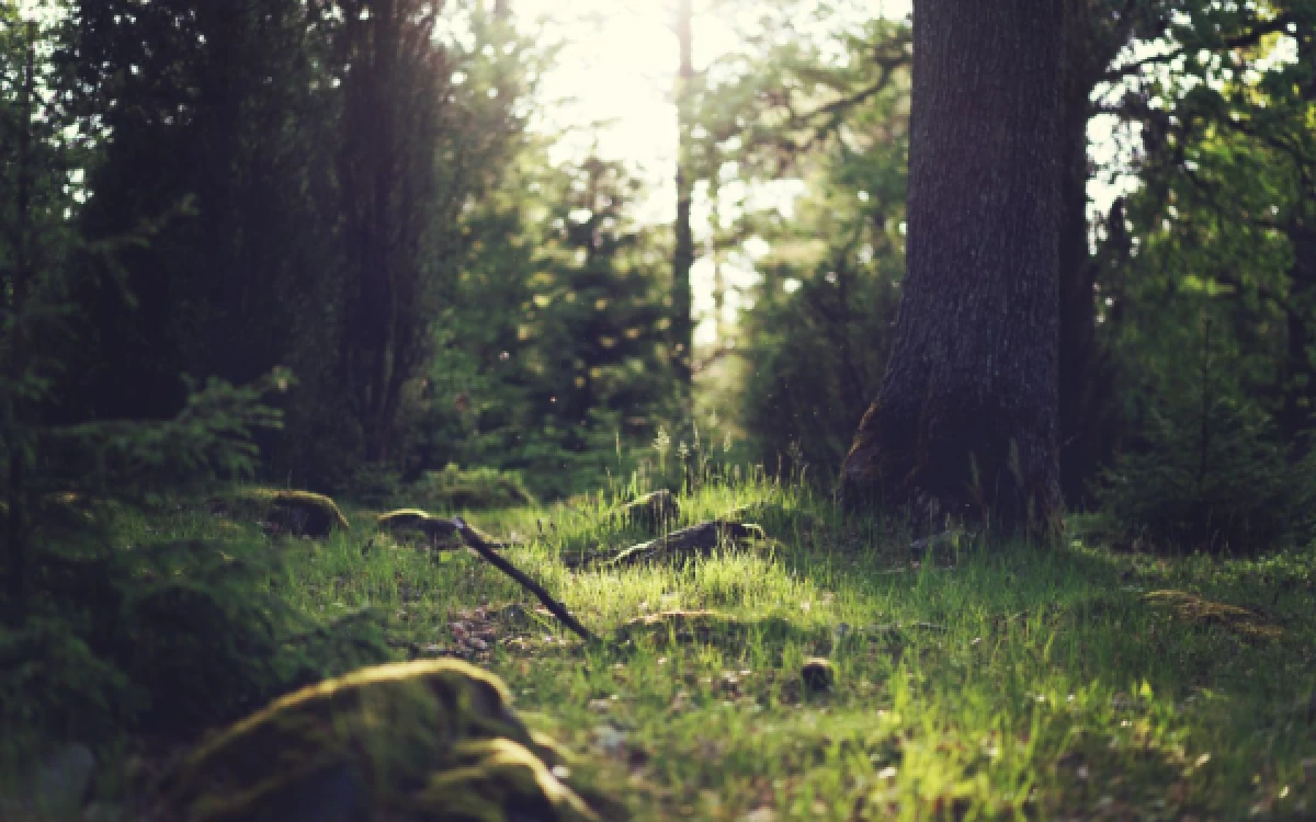 Thumbnail Berita - Indonesian Forestry Carbon Hub Diluncurkan, Tata Kelola Perdagangan Karbon Indonesia Masuki Era Baru