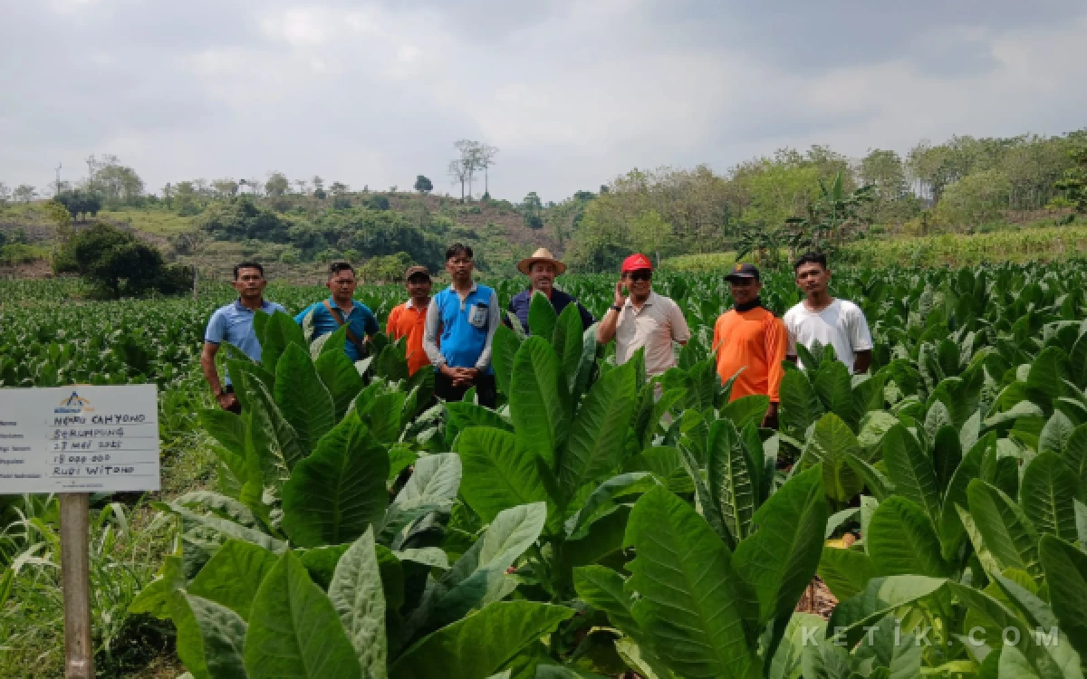 Thumbnail Berita - Apresiasi Kemitraan PT AOI, Pengurus PAC PDI Perjuangan Tuban Minta Parpol Perkuat Ekonomi Kerakyatan Petani Tembakau