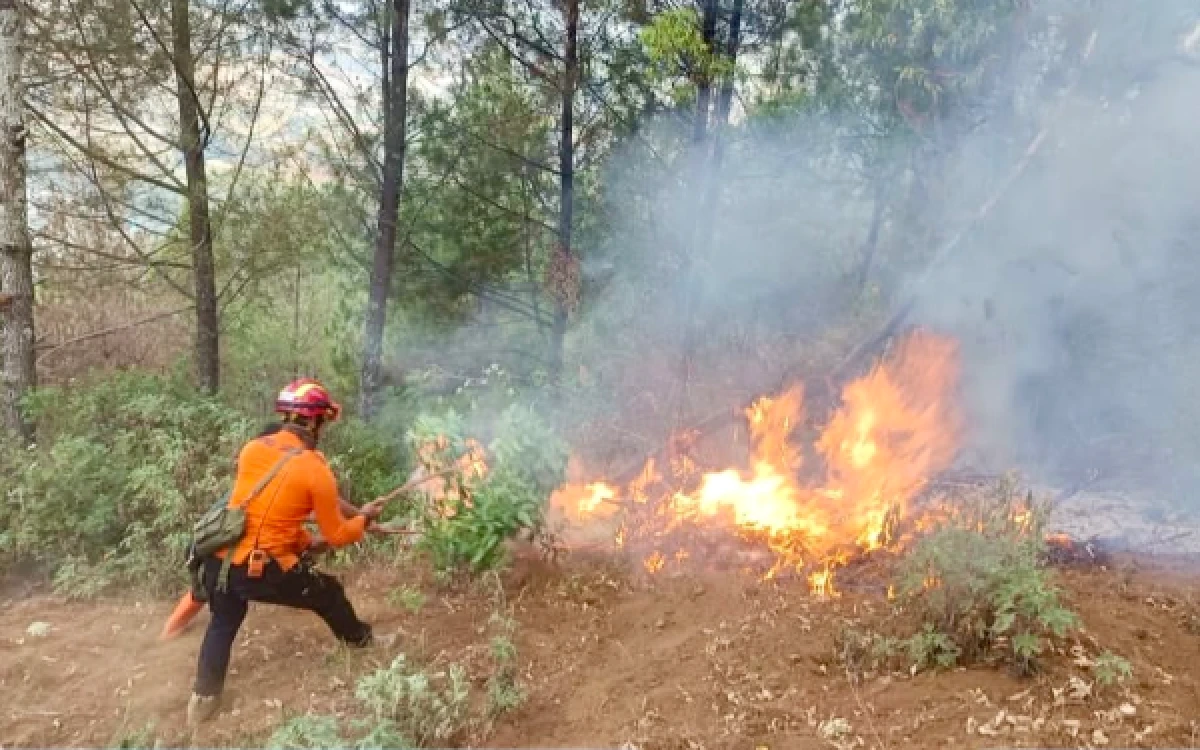 Thumbnail Berita - 1,4 Hektare Hutan Pinus Terbakar Karena Kelalaian, Ini Pesan Tegas BPBD Kota Batu
