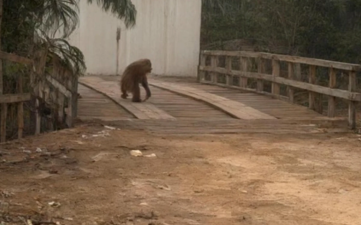 Orang Utan yang Jalan Kebingungan di Area Bekas Kebakaran di Kalteng Akhirnya Dievakuasi