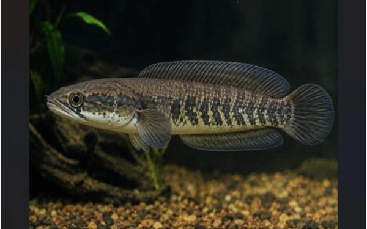 Thumbnail Berita - Bantu Penyembuhan Luka pada Ibu yang Baru Melahirkan, Ini Manfaat Albumin pada Ikan Gabus