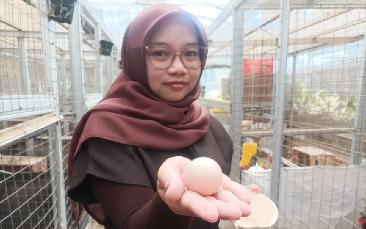 Thumbnail Berita - Melihat Geliat Budidaya Ayam Kampung KUB Fena Farm di Kota Malang, Berkembang Pesat Tembus Pasar Luar Pulau