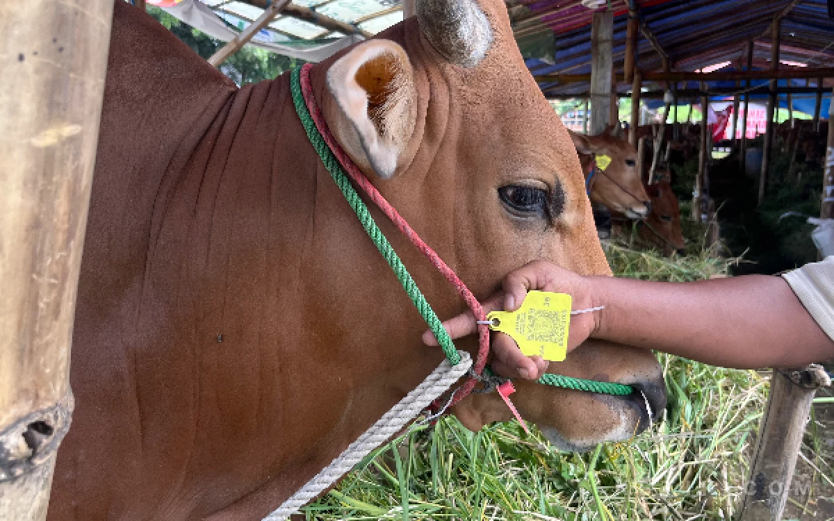 Thumbnail Berita - Bulu Mengilap dan Mata Berbinar, 3.502 Hewan Kurban Kota Malang Dipastikan Sehat