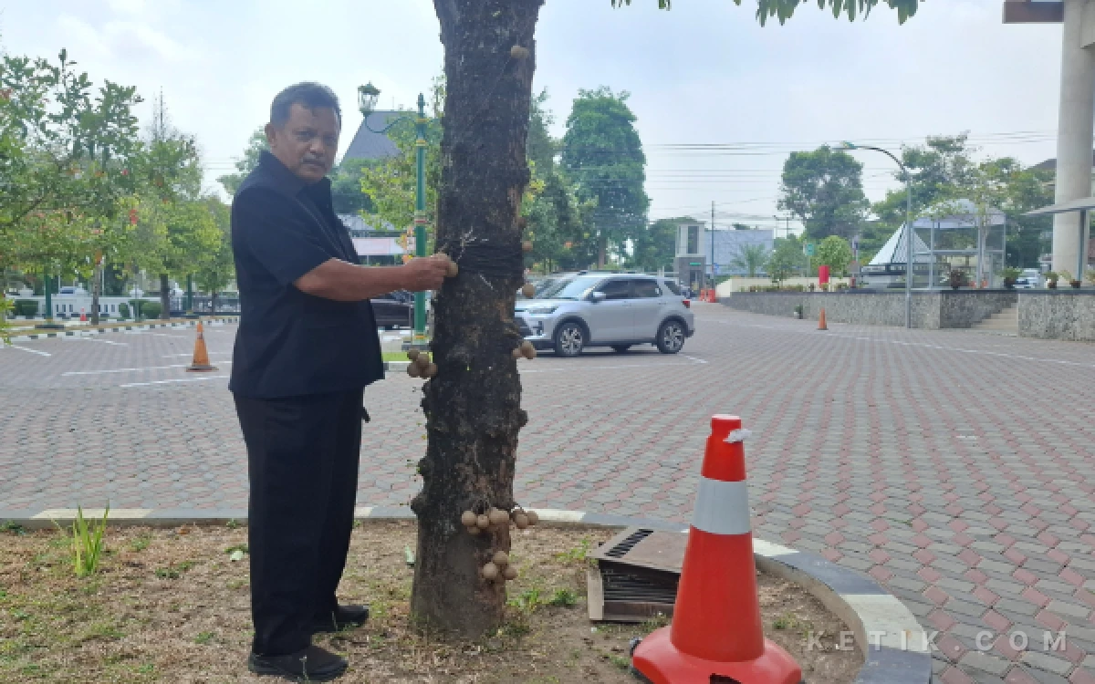 Thumbnail Berita - Menyingkap Rahasia Pohon Kepel: Dari Deodoran Putri Keraton hingga Upaya Konservasi di Sleman