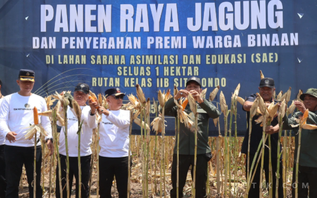 Thumbnail Berita - Perkuat Ketahanan Pangan, Rutan Situbondo Panen Raya Jagung