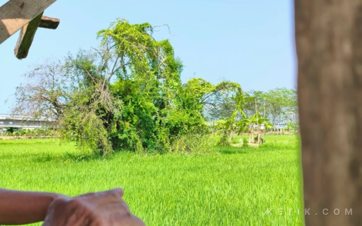 Thumbnail Berita - Keramat-Daunnya Konon Terbang ke Keraton Solo, Ini Kisah di Balik Pohon Bidara Putih Pacitan